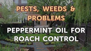 Peppermint Oil for Roach Control