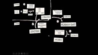 Urea Cycle Group 2 Ngamsoi