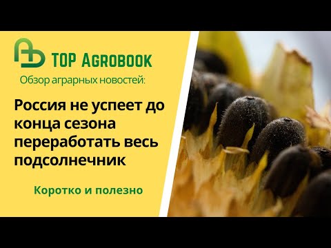 Россия не успеет до конца сезона переработать весь подсолнечник. TOP Agrobook: обзор агроновостей