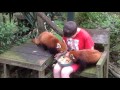 Mogo zoo red panda experience