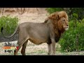 🦁Mini Documental sobre El León de Sri Lanka 2022🦁 #León #PantheraLeo