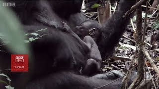 видео Шимпанзе гомініди