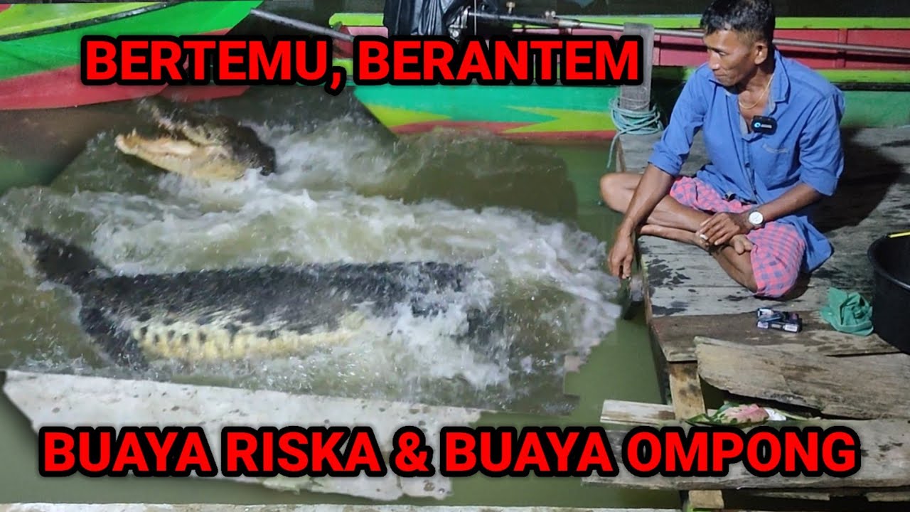 Riska melindungin ambo dari buaya liar ompong,ambo bingung ❗riska ngamuk