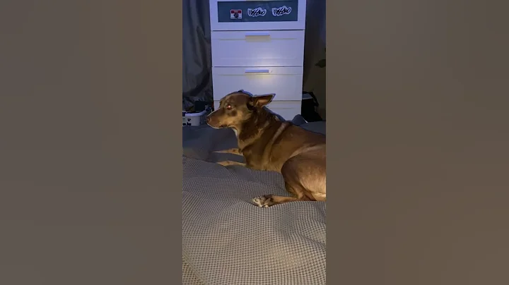 jessssieeee my dog  *must watch*!!!!!!!