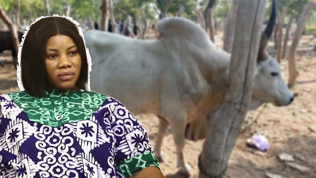 Wife of Kofi Adoma Nwawani, Nana Etruba receives cow as appreciation and this is why.