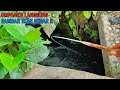 MANTAP INI SPOT MEMANG SARANGNYA IKAN BESAR..!!