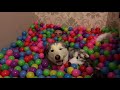 I made a 7500 plastic ball indoor pool for my 2 huskies and 2 kids. Oh and myself! [YOUTUBE ONLY]