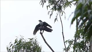 African black sparrowhawk in plantation on the urban edge