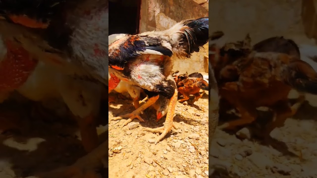 Feathered Flock's: Hens, Ducks, Geese, Roosters, and Turkeys Revel in a Joyous Sunday Gathering