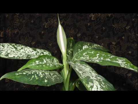 Video: Dieffenbachia Spotted