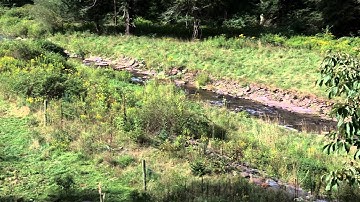 Watershed Minutes: What is a Riparian Buffer?
