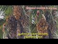 Thousand coconuts harvesting in one coconut tree#ஆயிரம்காட்சி தென்னைமரம்