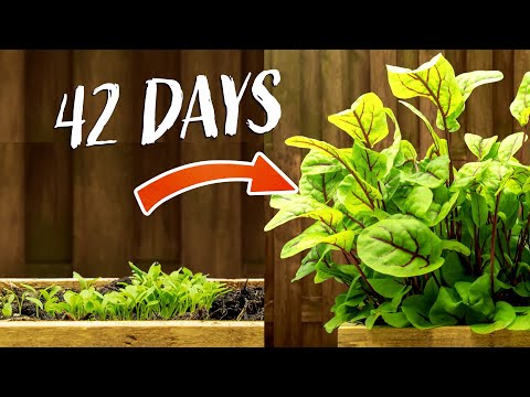 فيديو: تزايد حميض أحمر معرق - كيفية زراعة نبات حوضي دموي