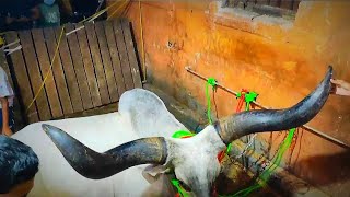 Huge Ox And Cow Of Haldiram Near Mistri Para Lane||Bakrid 2020||