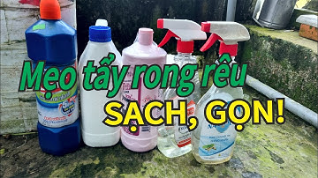 Mẹo tẩy rửa rong rêu sạch sẽ, nhanh chóng.