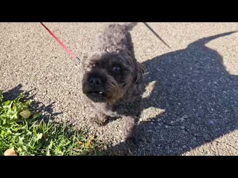 Surviving Winter/Wandering Bicolana 