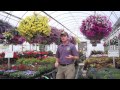 How to Grow HUGE Hanging Baskets