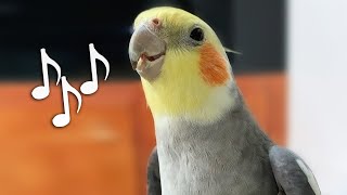 Birb can't stop singing to his friend by Birb 54,487 views 2 years ago 1 minute, 7 seconds