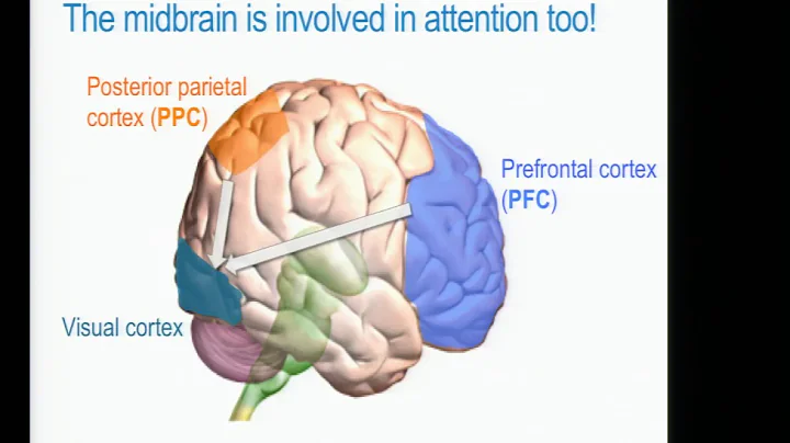 Day 1 : 2  - Sridharan Devarajan - Subcortical Control Of Attention: Circuits And Mechanisms