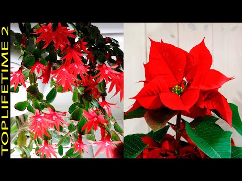 Video: Na Kersfees Poinsettia-versorging - Hoe om 'n Poinsettia na Kersfees te versorg