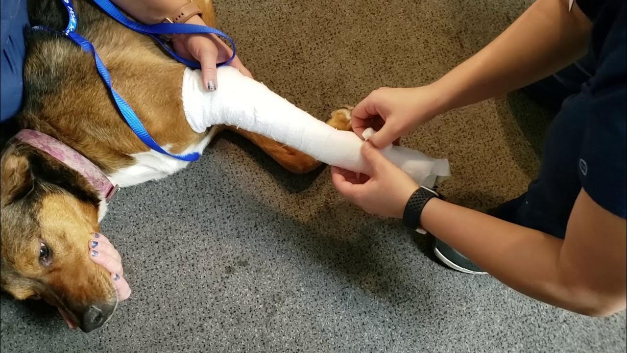 Skill 14 Application of a Modified Robert Jones Bandage YouTube