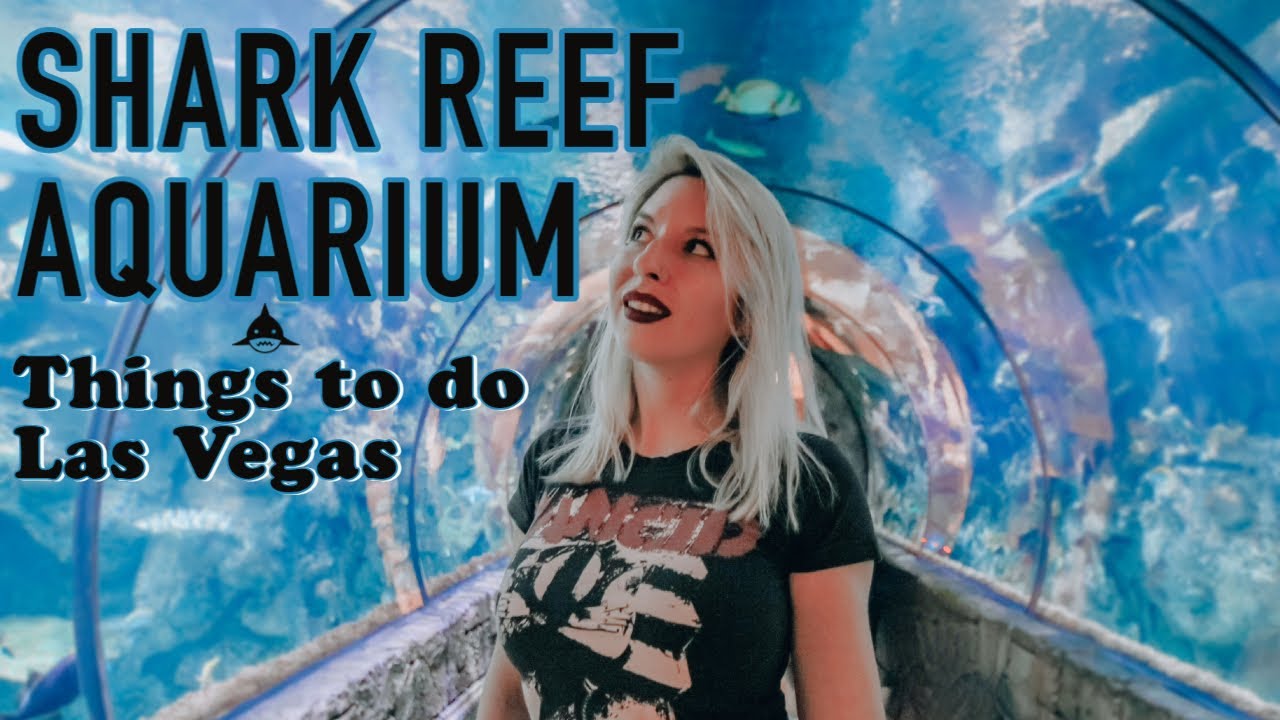 Shark Reef Aquarium at Mandalay Bay | Things to do in Las Vegas 2022