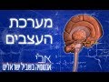 הסבר בסיסי על מערכת העצבים