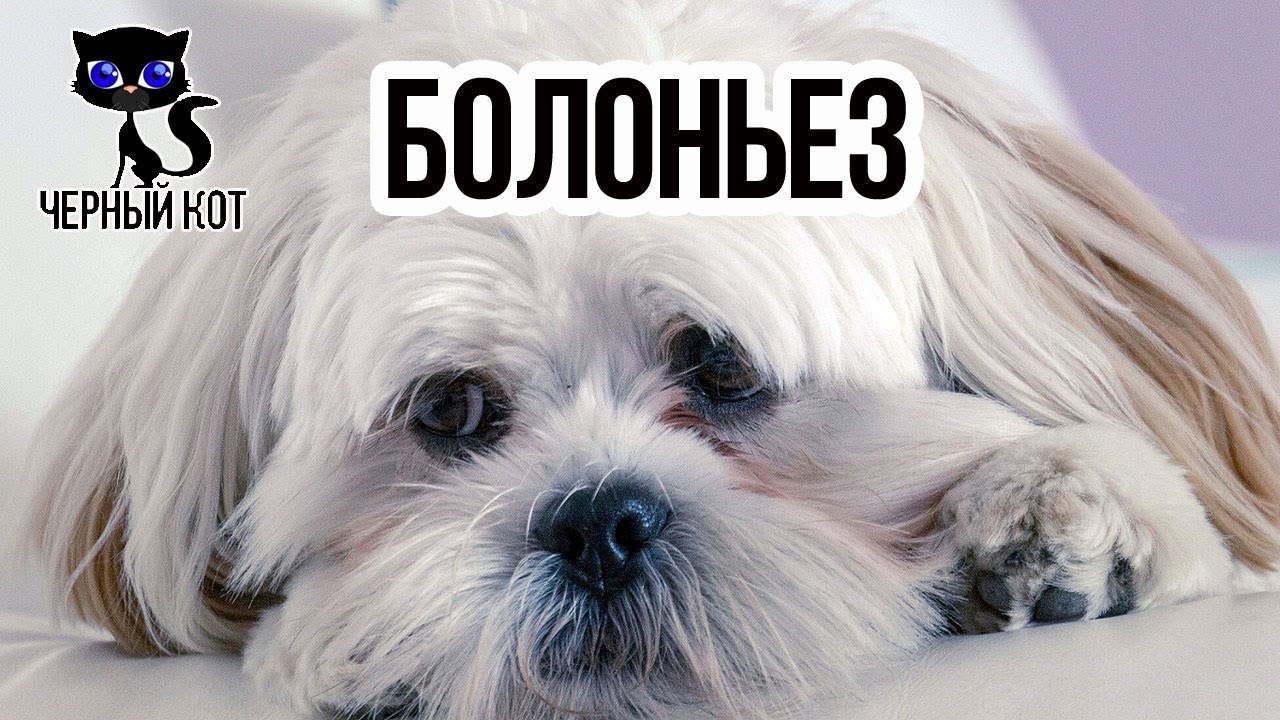щенки болонки породы собак