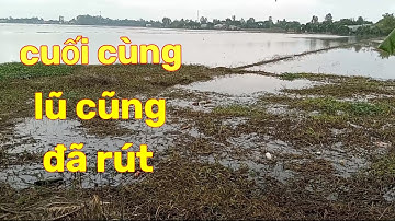 Đặt lợp ếch ở cánh đồng lúa vụ 2 mùa nước lũ đã cạn #lang thang miền tây