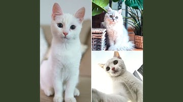 Pulsating Music for Cat Soothing