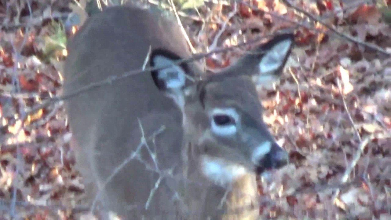 2016 massachusetts deer hunting season YouTube