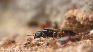 Winged Pheidole ant queen leaving nest - Rainha alada de formiga (Pheidole sp) deixando a colônia