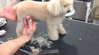 Toy poodle body cut (scissors finish)