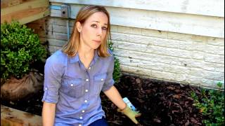 Clip Tip: How to Plant Summer Bulbs