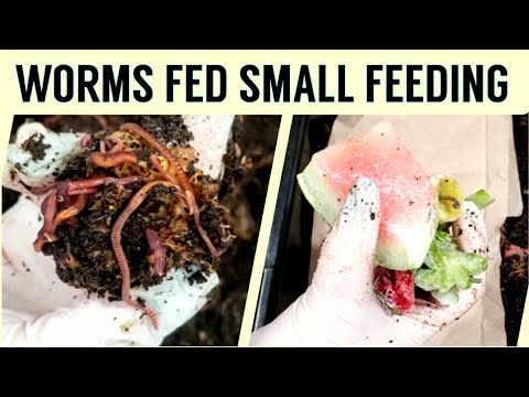 Red Wiggler Worm Bin Fed A Small Feeding After 11 Days | No Coconut Coir Worm Bin | Vermicomposting