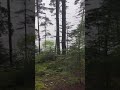 Rain on Tarp ASMR: A Soothing Camping Experience #nature #backpacking #rainasmr