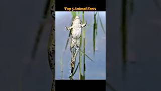 Top 5 Animal Facts That Will Shock You 🐾 #AnimalFacts #Wildlife #MindBlown