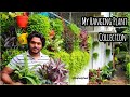 My Hanging Plant Collection with names | Homely Feel | Diyab