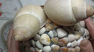 #Decora fácil y económico #Tu casa con conchas y caracoles,del mar.