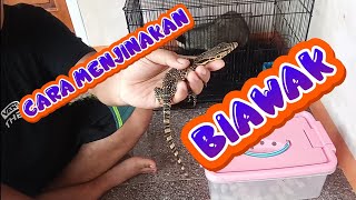 Cara Menjinakan Biawak Air