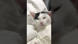 Cat #shorts #cat #catlover #short #youtubeshorts #ytshorts #animals  #viralshort #shorts