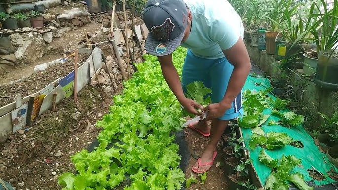 Successfully Grow Lettuce From Seeds To 2024