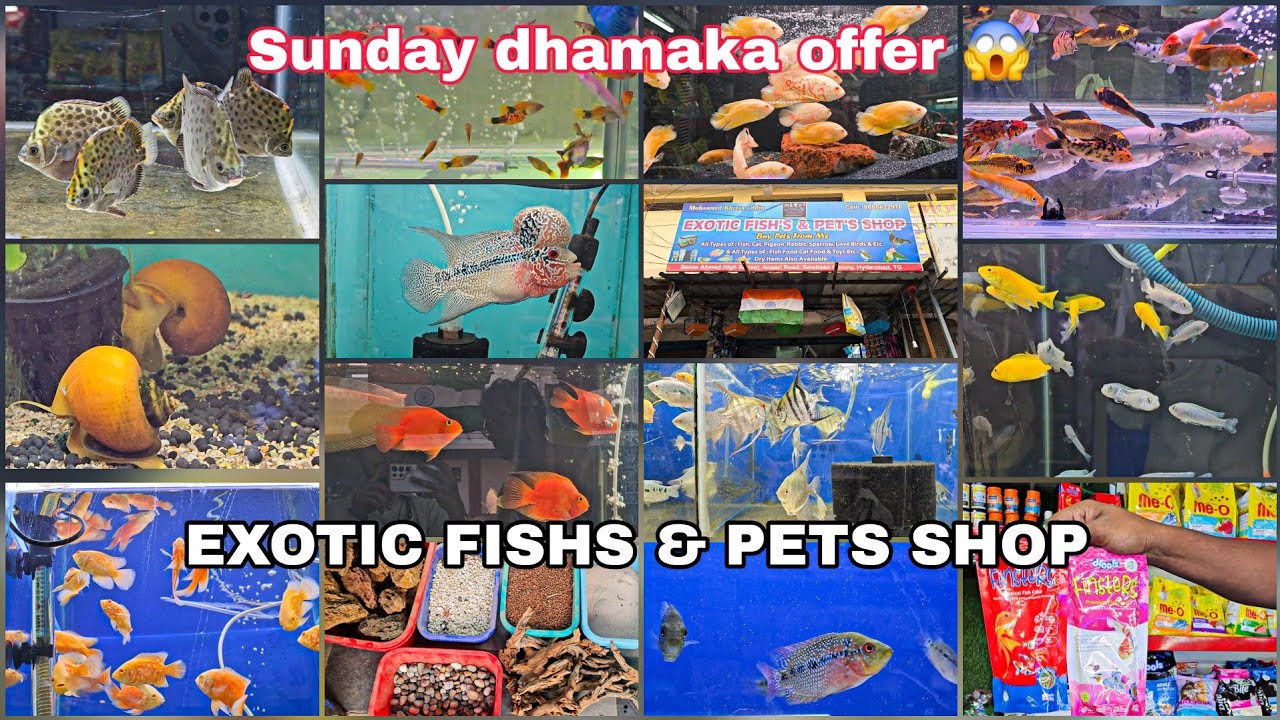 Exotic fishs and pets shop | All accessories cat food 