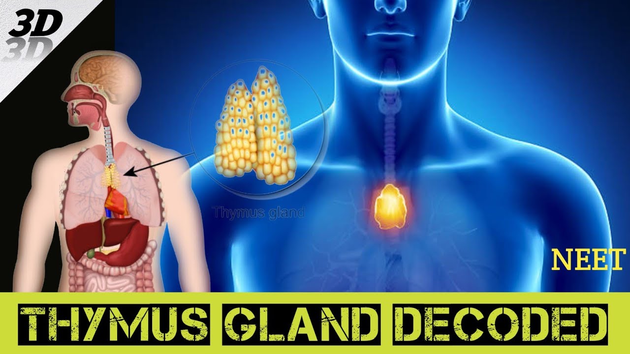 Exploring the Thymus Gland in hindi A Visual Journey in 3D Animation 3danatomy 