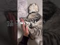トレンドメドレーのるなまとめ🐱💙 #猫 #子猫 #猫のいる暮らし #cat #kitten