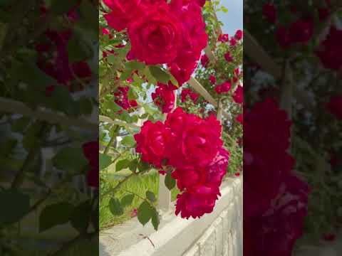 Beautiful Rose Flower Fresh Morning Whatsapp Status Video Ytshortsvideo Shorts Youtube