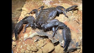 Housing and care of our African Flat Rock Scorpion