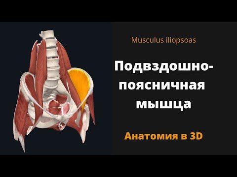 Подвздошно-поясничная мышца. Musculus iliopsoas. Антомия в 3D.