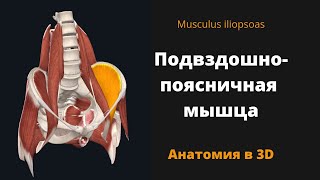 : - . Musculus iliopsoas.   3D.
