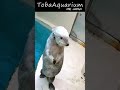 《鳥羽水族館》ラッコのメイちゃんが歩く動画♡